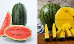 吃瓜网629验证,揭秘网络信息安全背后的神秘力量